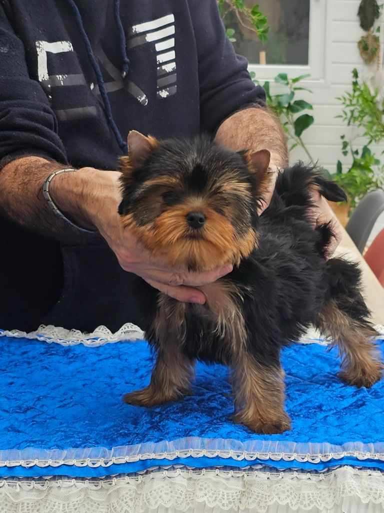 Teenangel - Chiot disponible  - Yorkshire Terrier