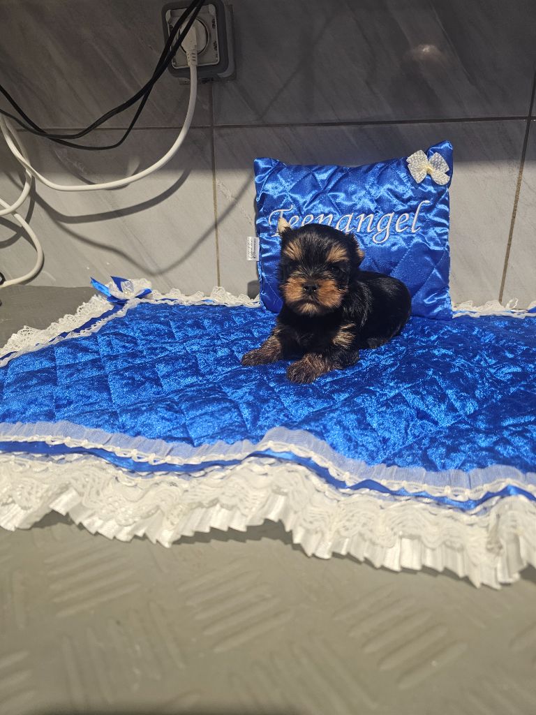 Teenangel - Chiot disponible  - Yorkshire Terrier