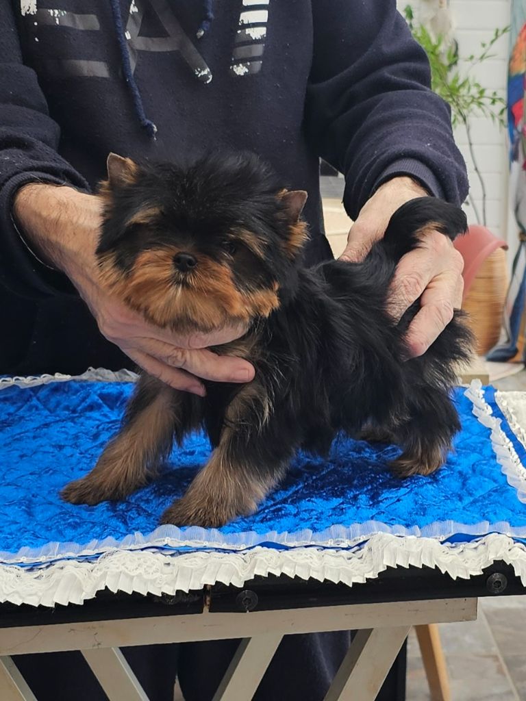 Teenangel - Chiot disponible  - Yorkshire Terrier