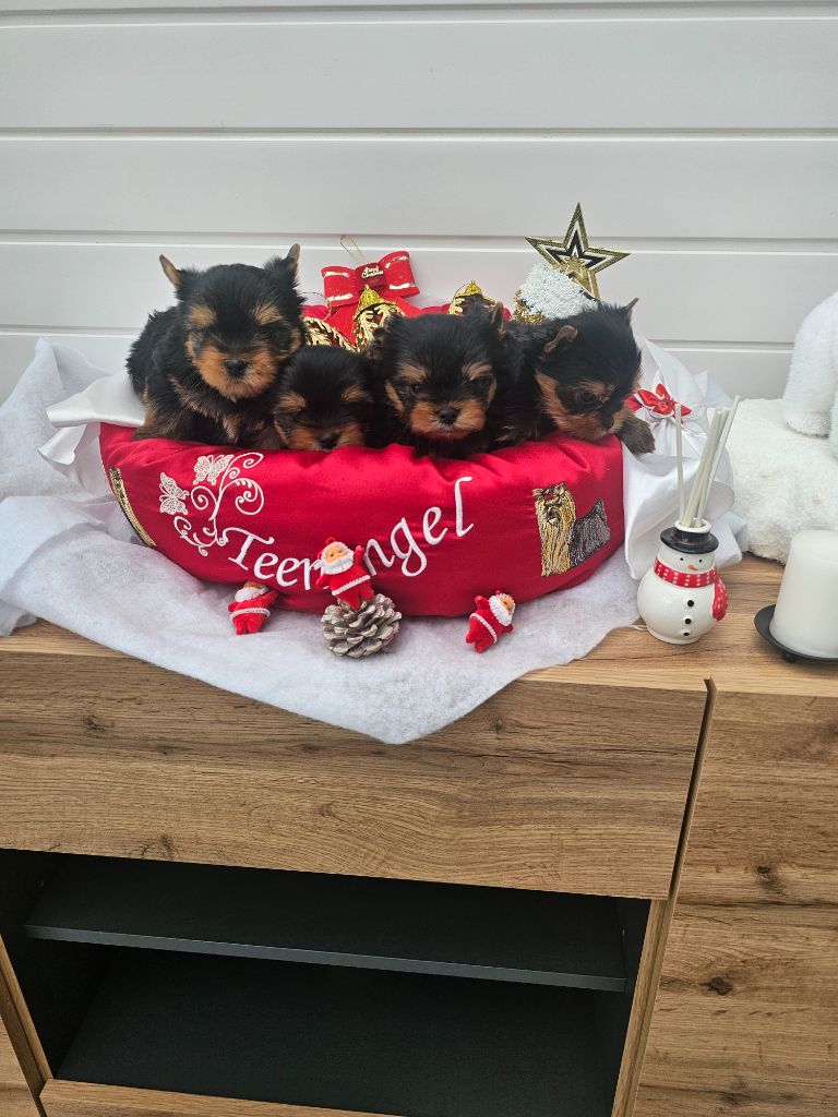 chiot Yorkshire Terrier Teenangel