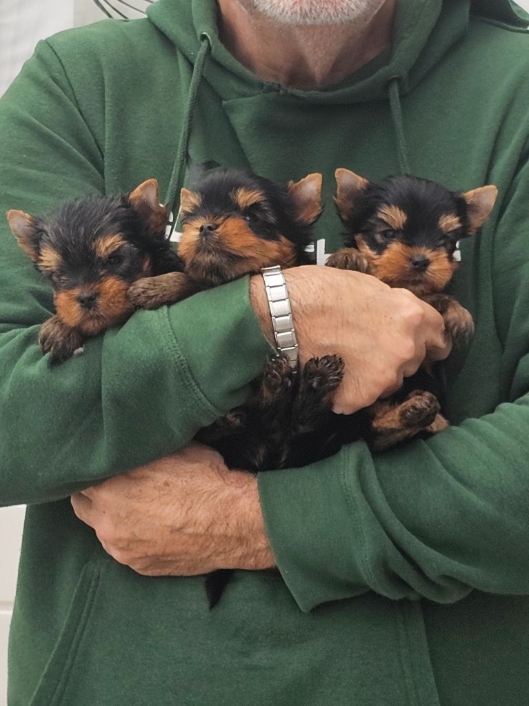 chiot Yorkshire Terrier Teenangel