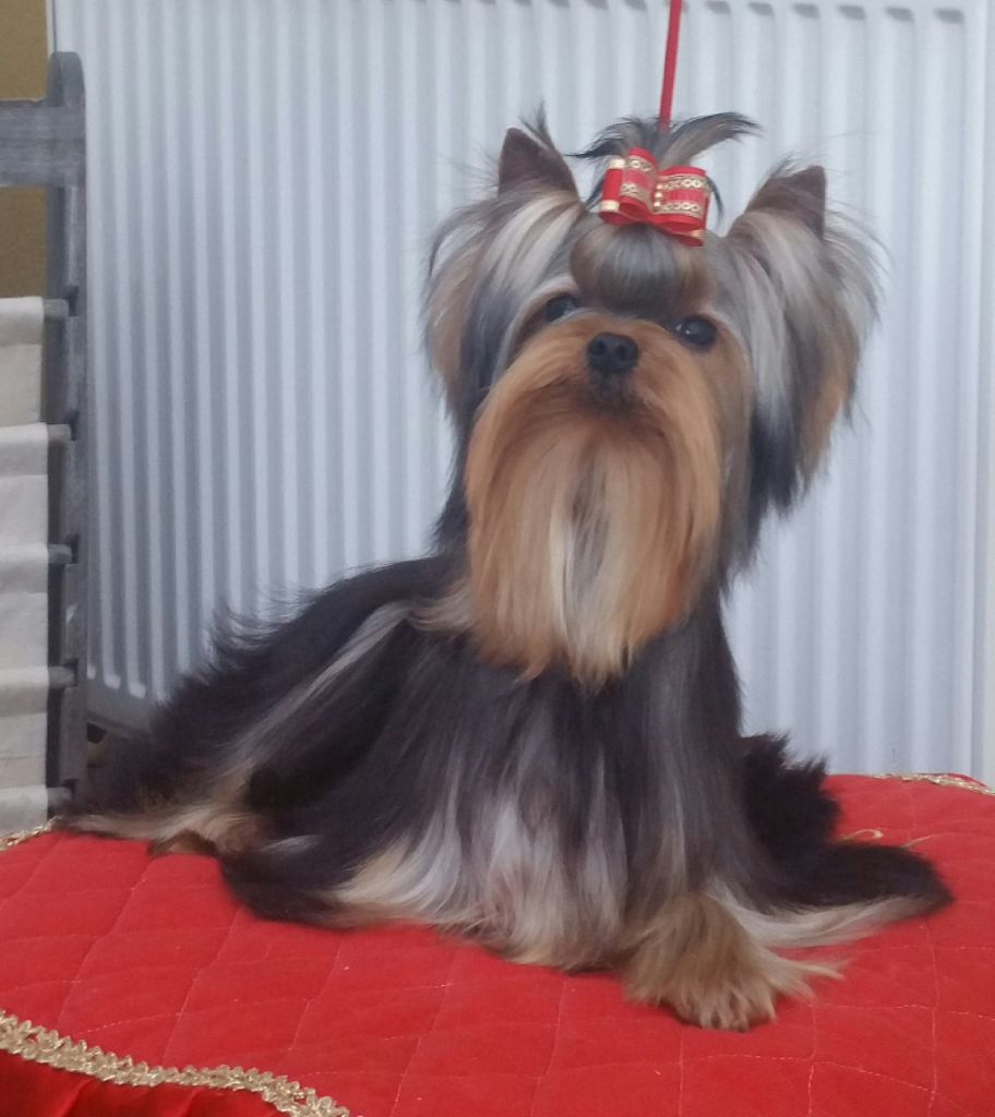 Orphéo (Sans Affixe)