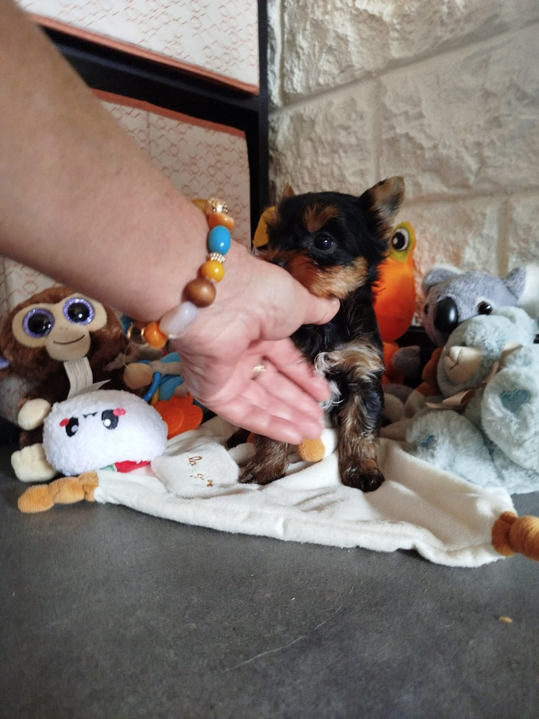 Teenangel - Chiots disponibles - Yorkshire Terrier