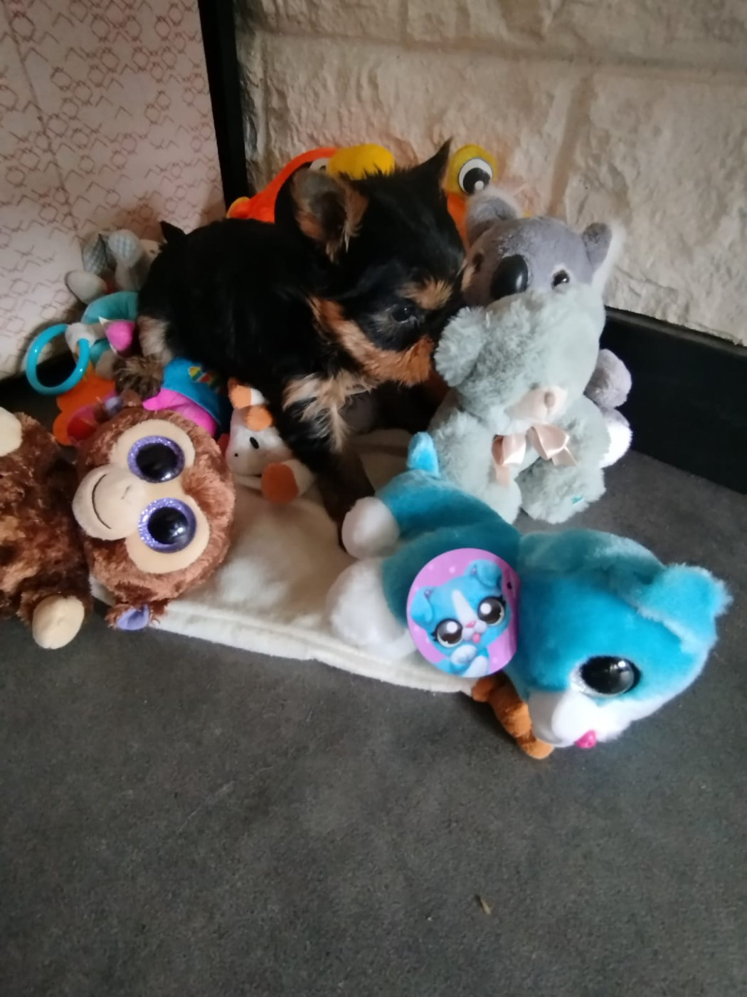 Teenangel - Chiots disponibles - Yorkshire Terrier