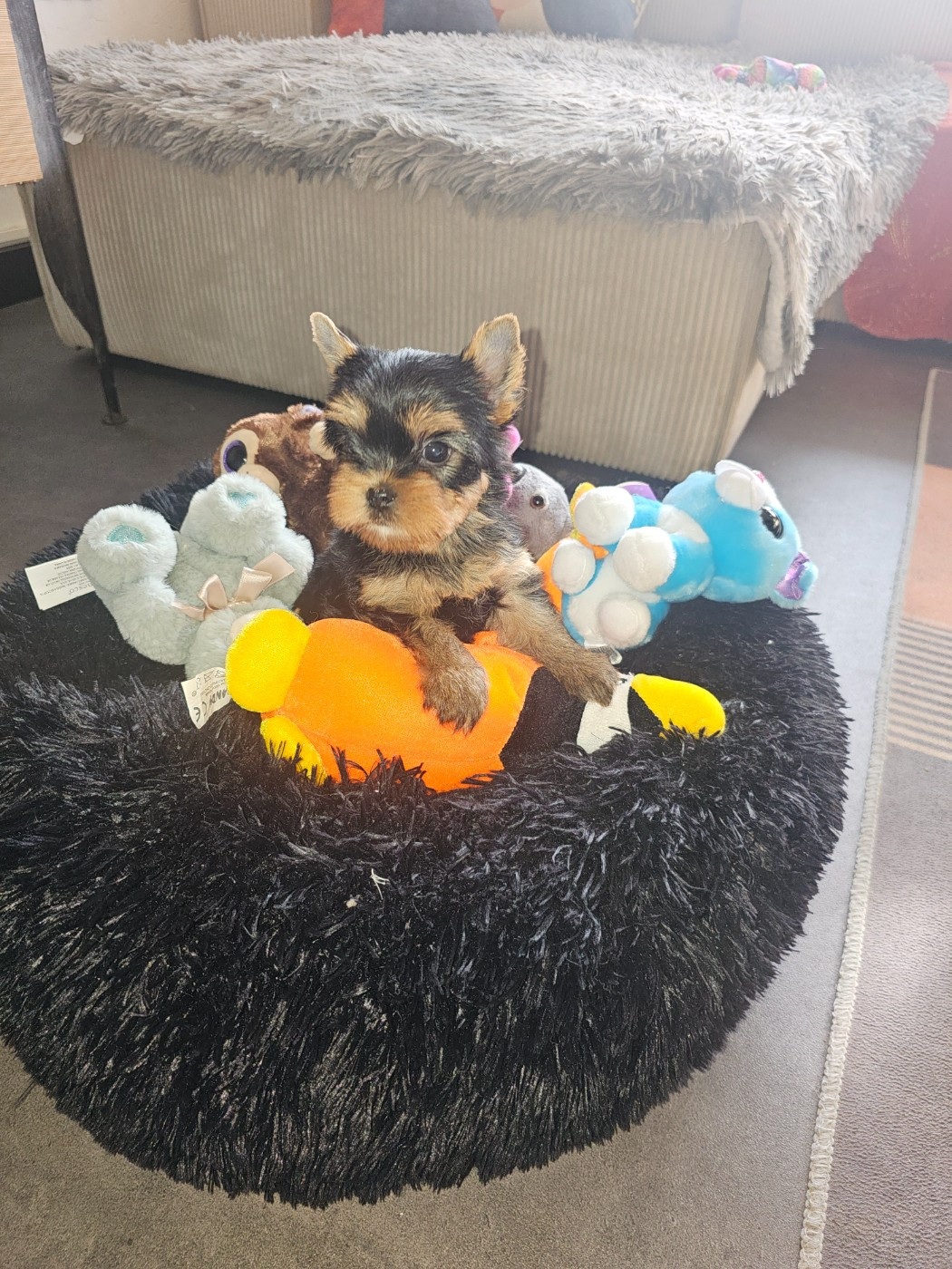 Teenangel - Chiots disponibles - Yorkshire Terrier