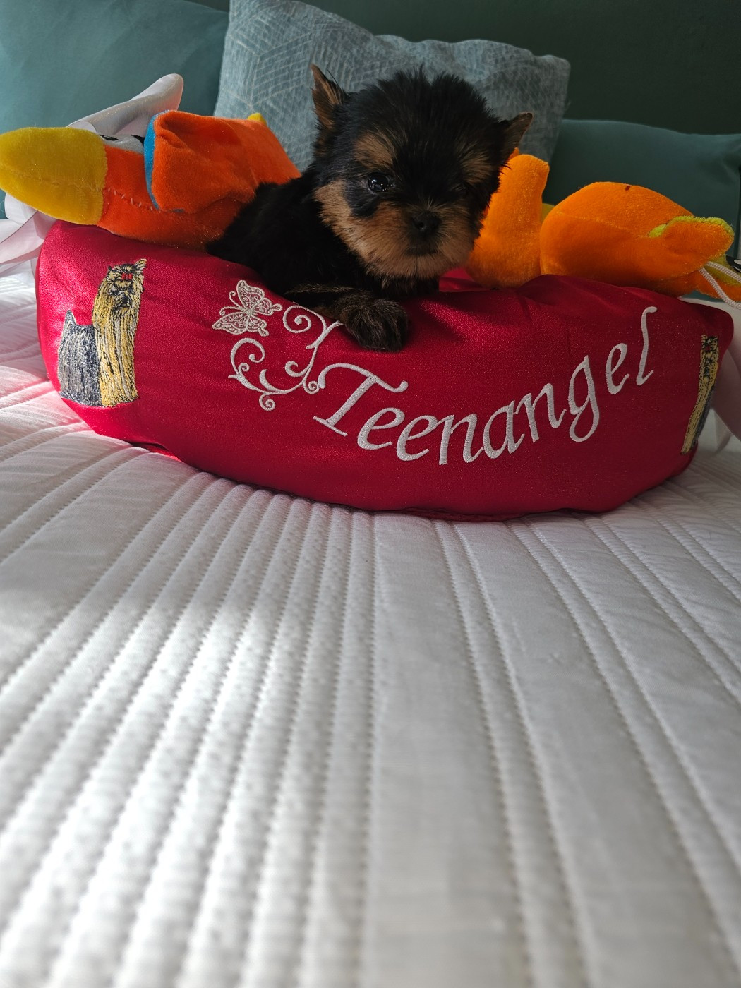Teenangel - Chiots disponibles - Yorkshire Terrier