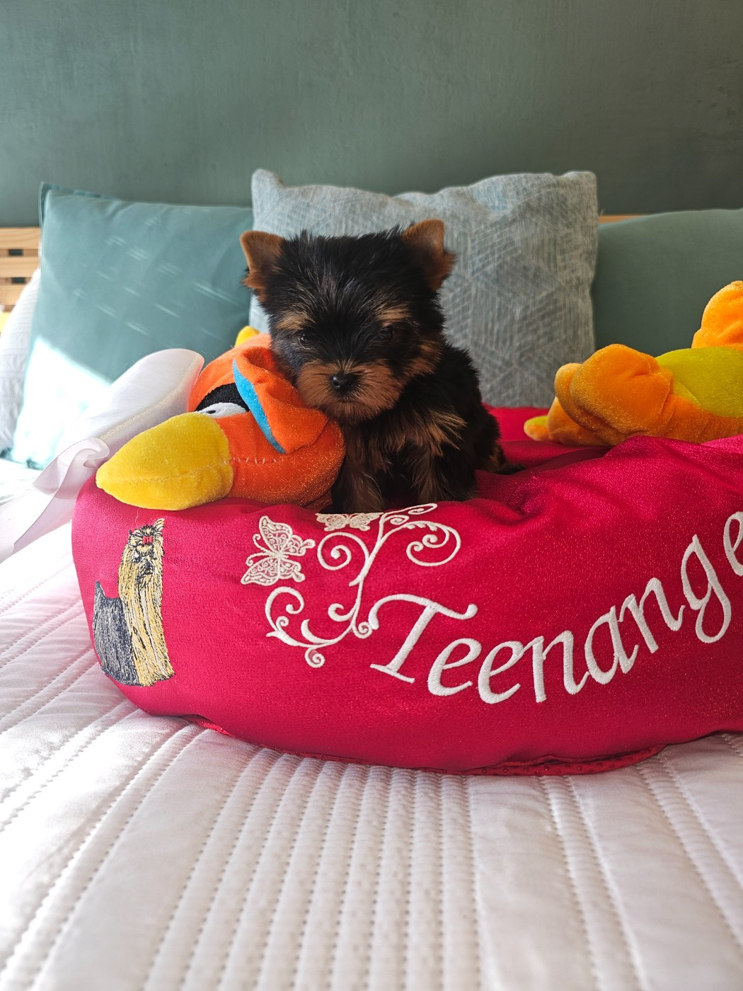 Teenangel - Chiots disponibles - Yorkshire Terrier
