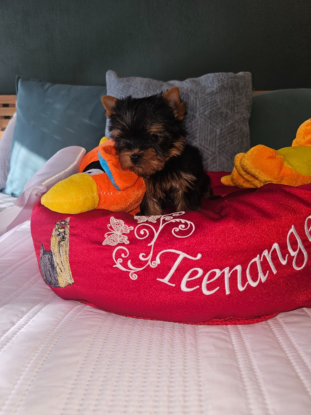 Teenangel - Chiots disponibles - Yorkshire Terrier