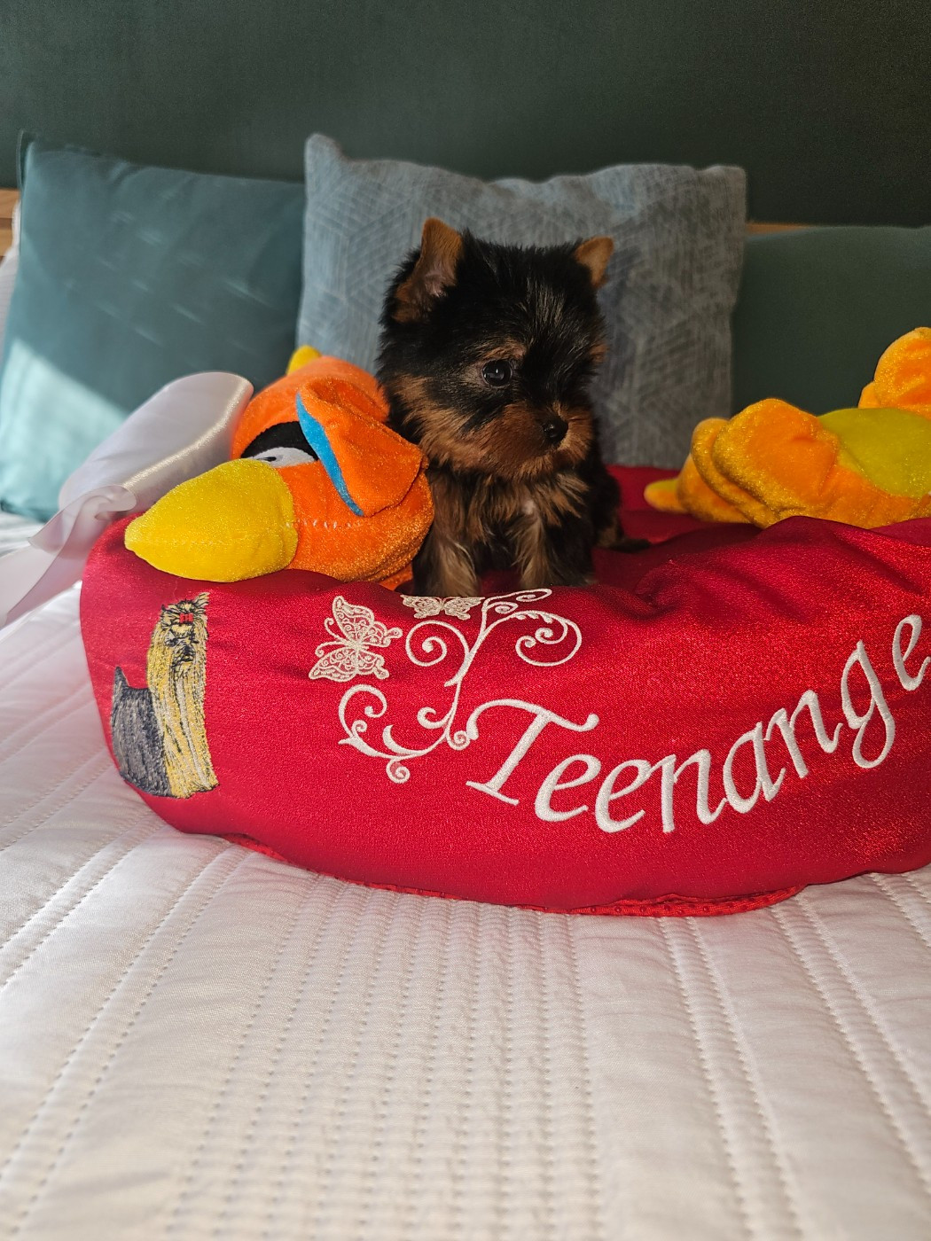 Teenangel - Chiots disponibles - Yorkshire Terrier