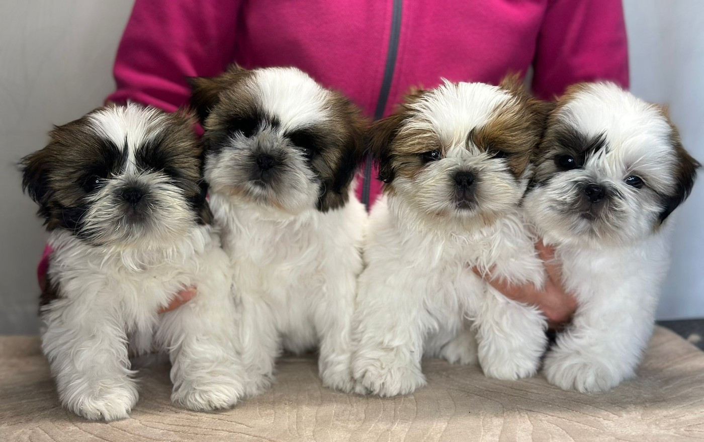 Chiot Shih Tzu Teenangel