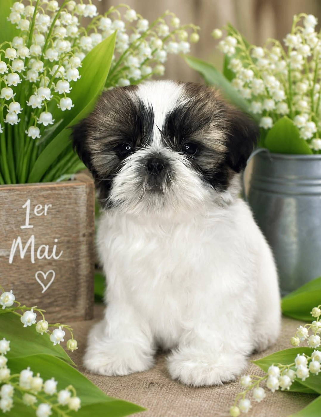 Teenangel - Chiots disponibles - Shih Tzu