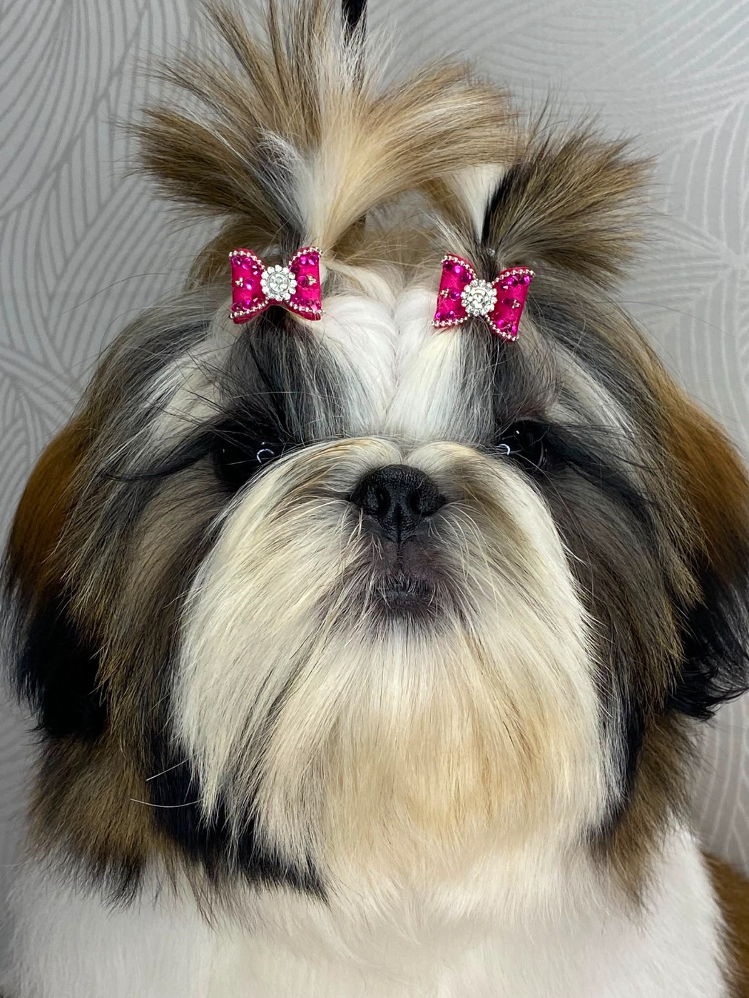 Teenangel - Chiots disponibles - Shih Tzu
