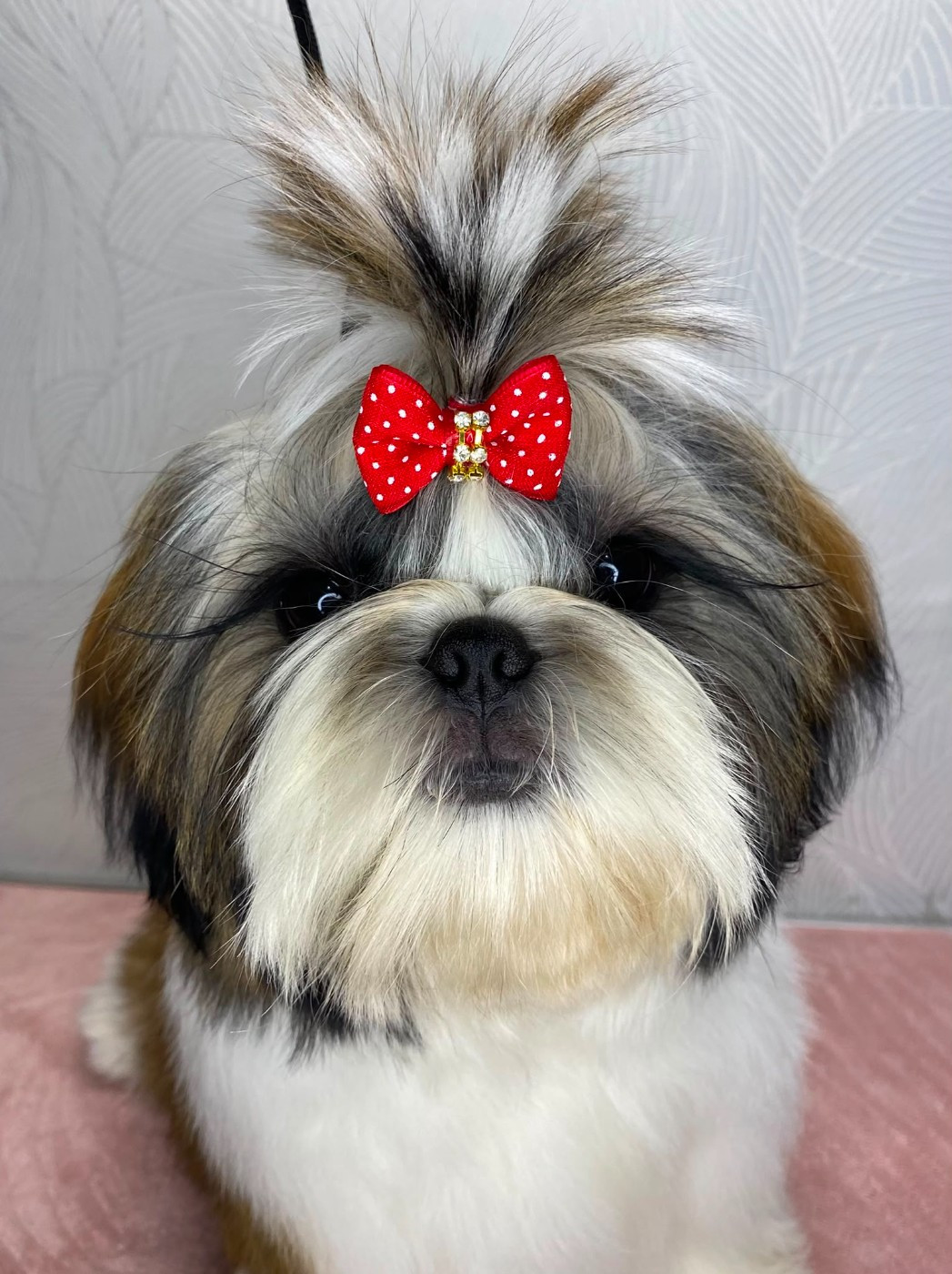 Teenangel - Chiots disponibles - Shih Tzu
