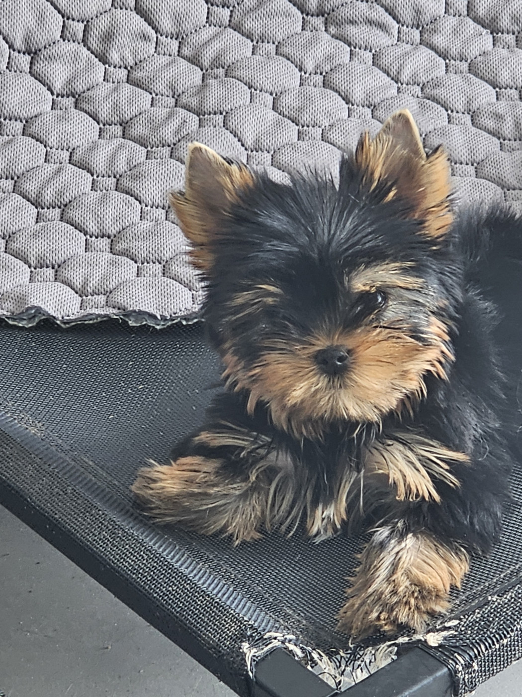Chiot Yorkshire Terrier Teenangel