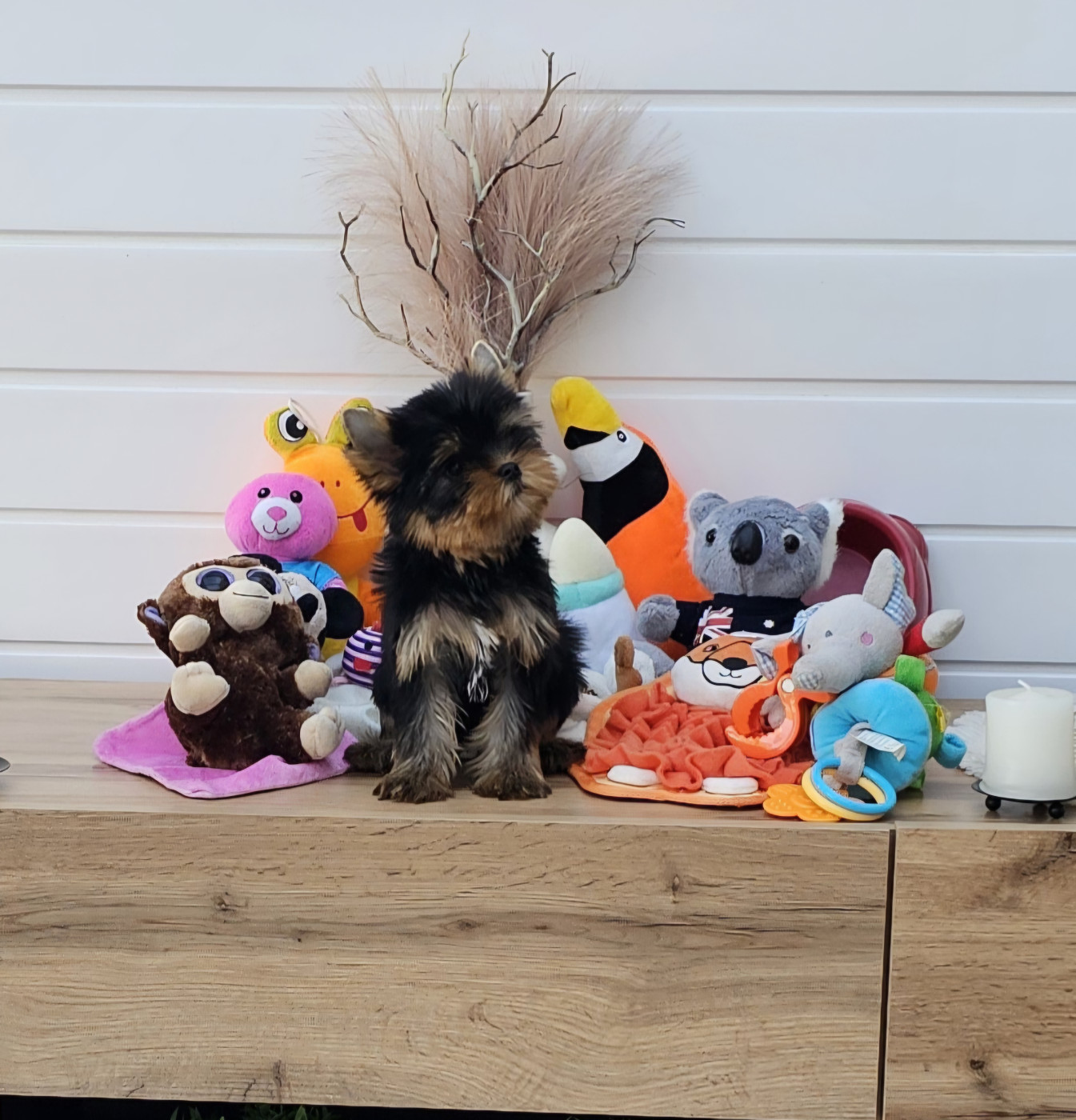 Teenangel - Chiots disponibles - Yorkshire Terrier