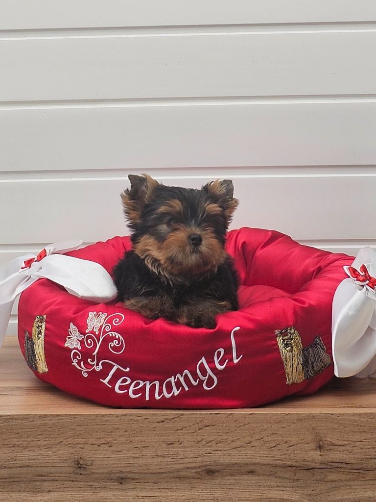 Teenangel - Chiots disponibles - Yorkshire Terrier