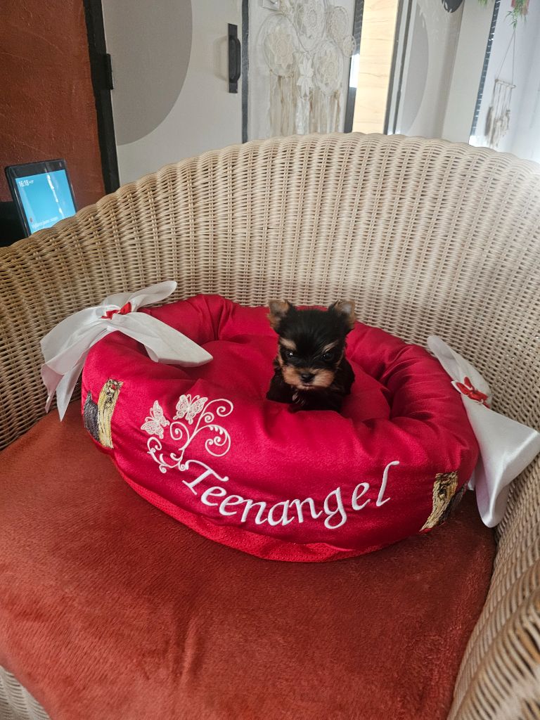 Teenangel - Chiots disponibles - Yorkshire Terrier