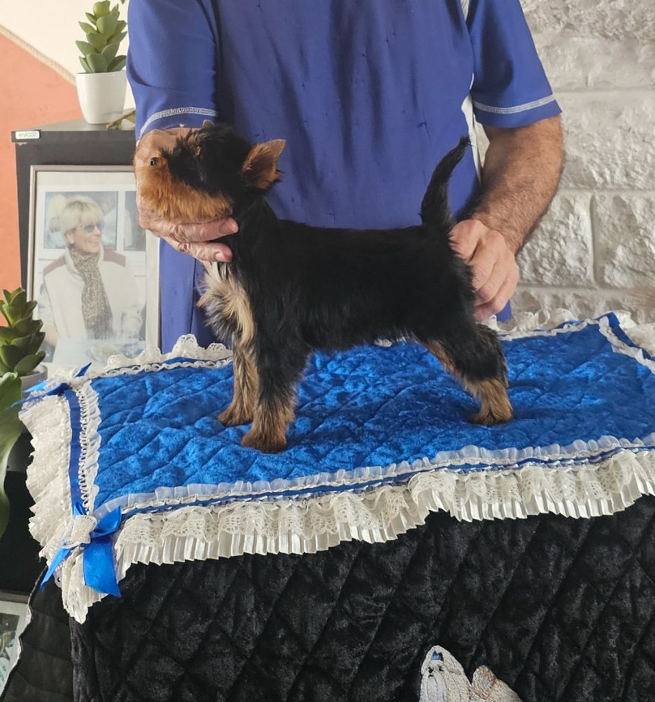 Teenangel - Chiots disponibles - Yorkshire Terrier