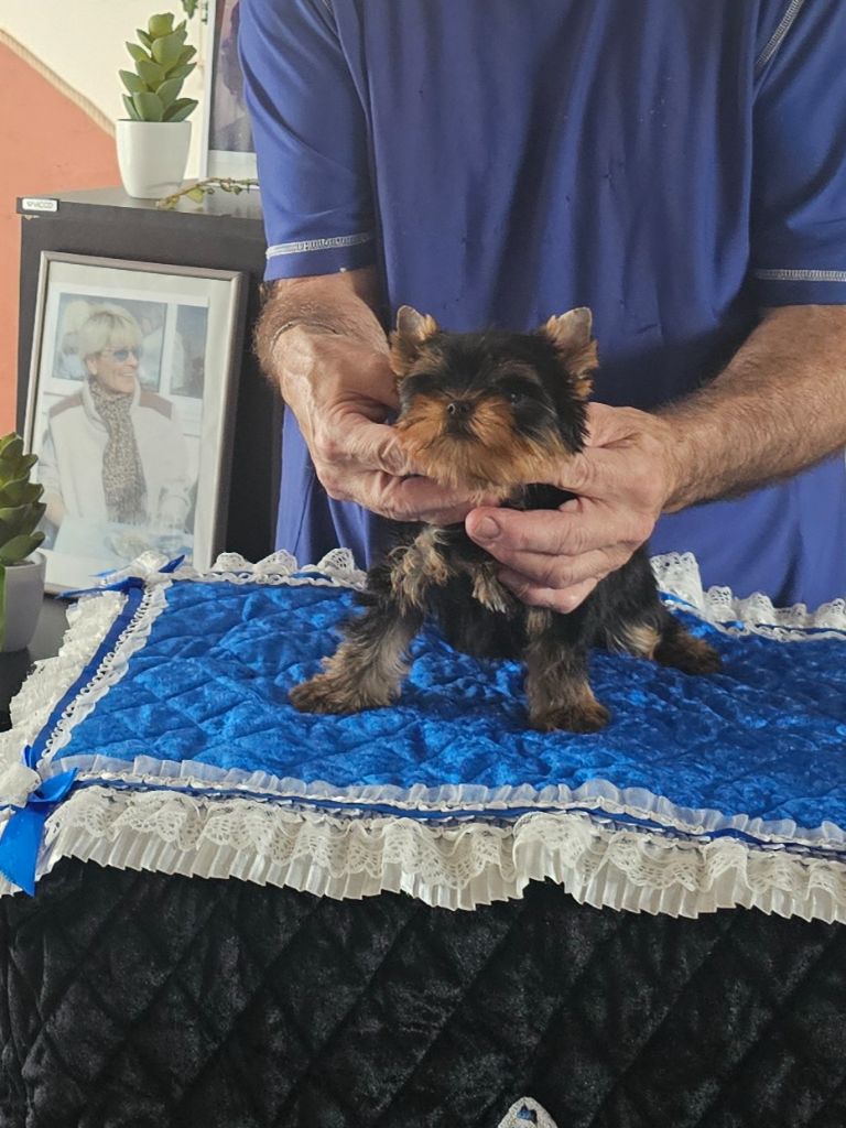 Teenangel - Chiots disponibles - Yorkshire Terrier