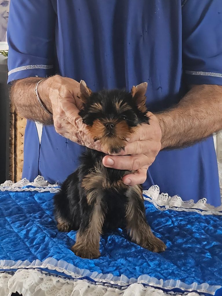 Teenangel - Chiots disponibles - Yorkshire Terrier